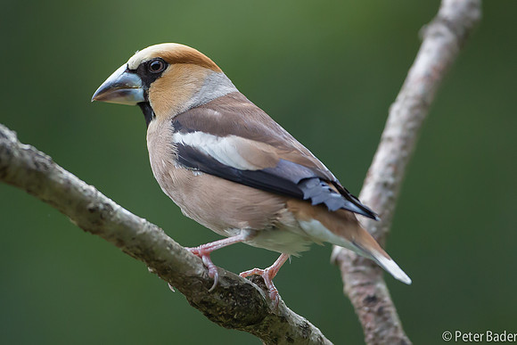 Appelvink