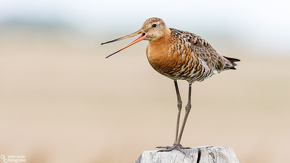Grutto - Black-tailed Godwit-3