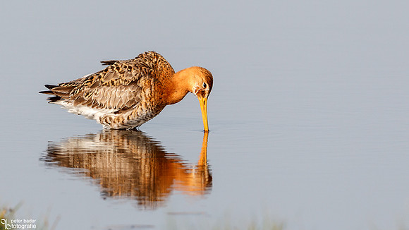 Grutto - Black-tailed Godwit-10