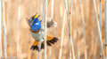 Blauwborst - Bluethroat-5
