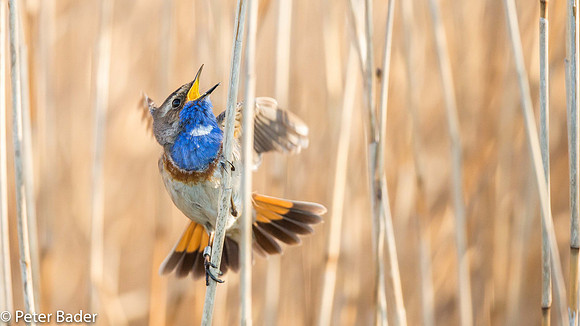 Blauwborst - Bluethroat-5