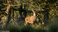 Edelhert - Red Deer 2