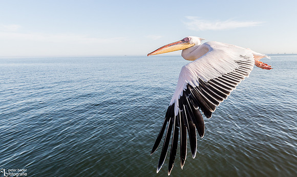 Pelikanen - Pelicans-17
