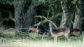 Damhert - Fallow Deer 1