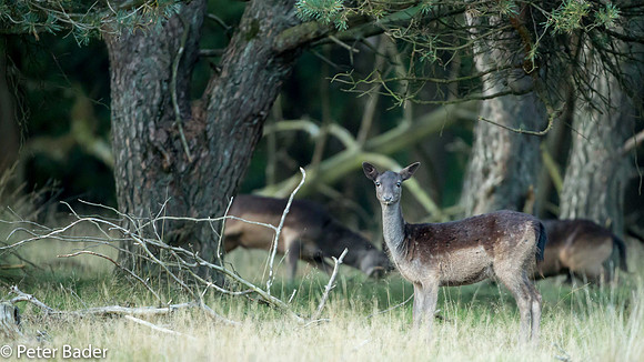 Damhert - Fallow Deer 1