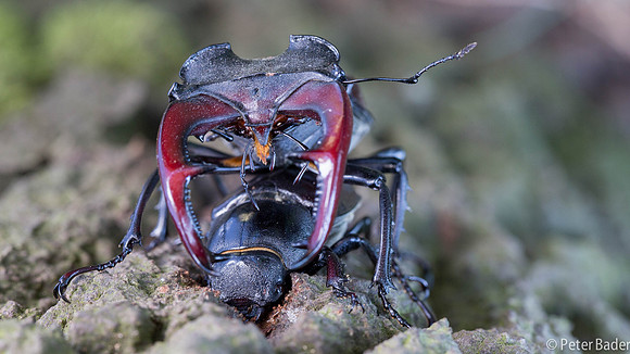 Vliegend Hert - Stag beetle