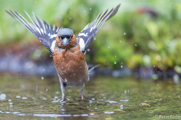 Vink