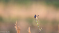 Blauwborst - Bluethroat-1