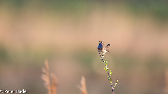 Blauwborst - Bluethroat-1