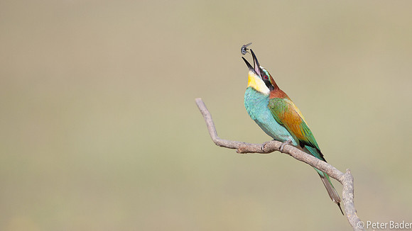 Bijeneter - European Bee Eater