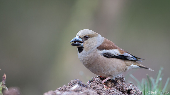 Appelvink - Hawfinch-3