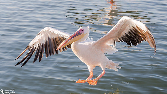 Pelikanen - Pelicans-8