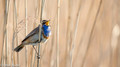 Blauwborst - Blue Throat-9