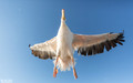Pelikanen - Pelicans-28