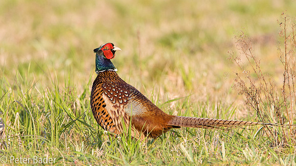 Fazant - Common Pheasant-6
