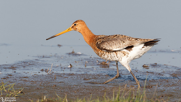 Grutto - Black-tailed Godwit-11