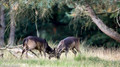 Damhert - Fallow Deer 2