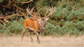 Edelhert - Red Deer