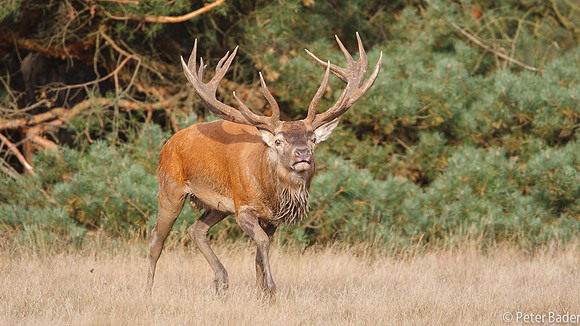 Edelhert - Red Deer