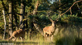 Edelhert - Red Deer 1