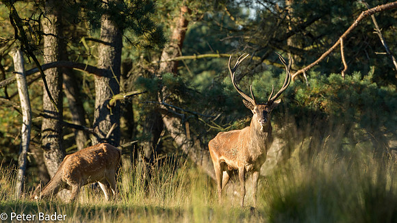 Edelhert - Red Deer 1