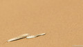 Sidewinding Adder-2