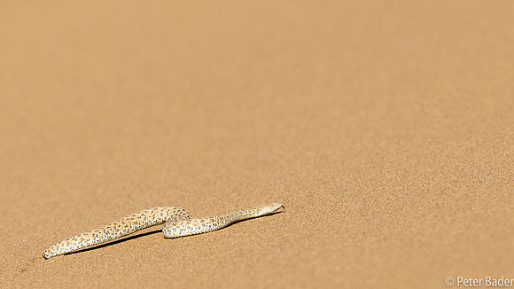 Sidewinding Adder-2