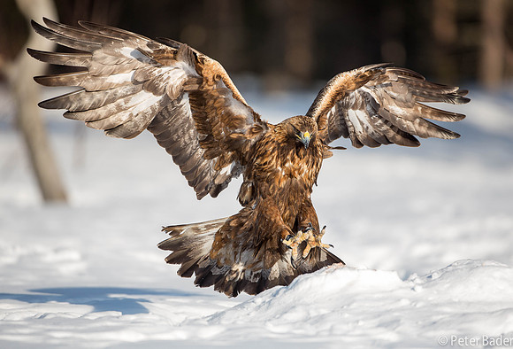 Eagle, Golden, Steenarend, Vogel, Zweden