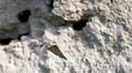 Overzwalum - Sand Martin-6