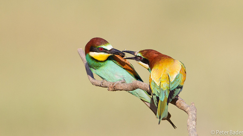 Bijeneter - European Bee Eater
