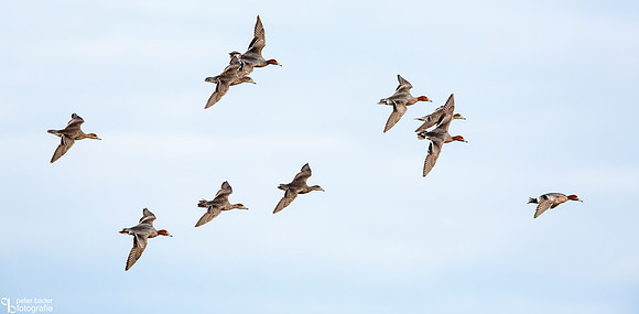 Smient - Eurasian Wigeon-1