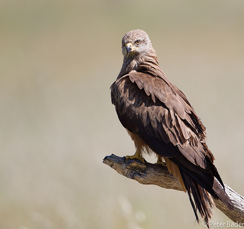Rode Wouw - Red Kite