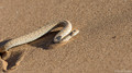 Sidewinding Adder-6