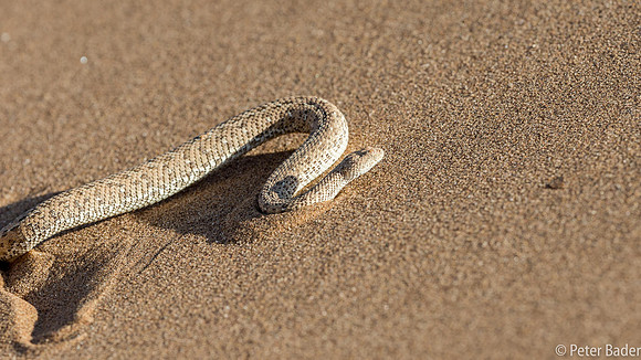 Sidewinding Adder-6