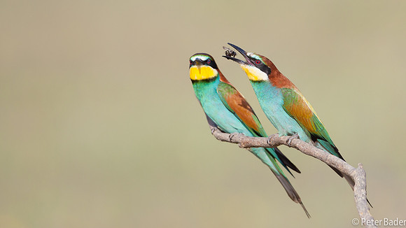 Bijeneter - European Bee Eater