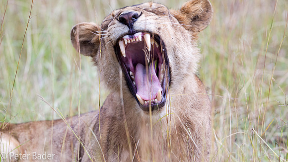 Leeuwin - Lioness-1