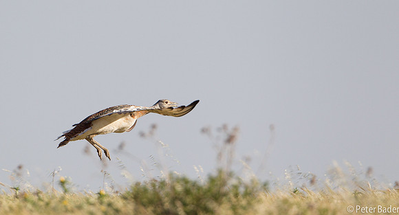 Grote Trap - Great Bustard