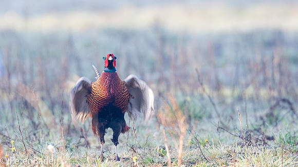 Fazant - Common Pheasant-5