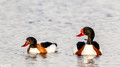 Bergeeend - Common Shelduck-2