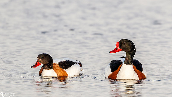 Bergeeend - Common Shelduck-2