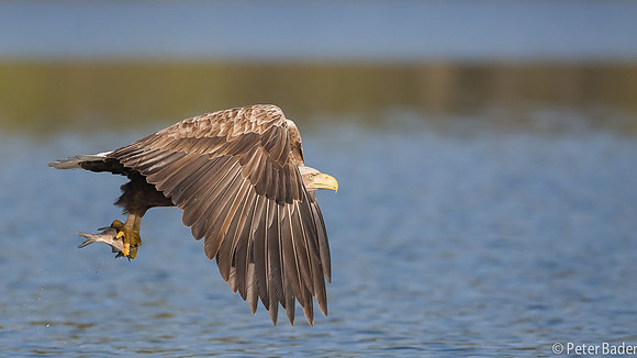 Zeearend - Sea Eagle