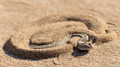 Sidewinding Adder-14