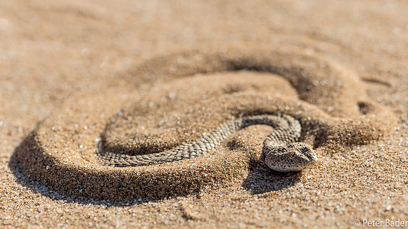 Sidewinding Adder-14