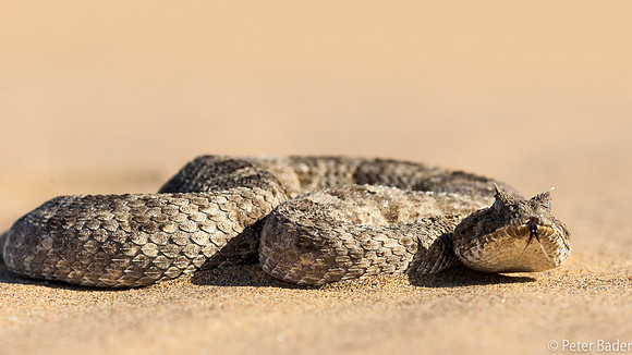 Horned Adder