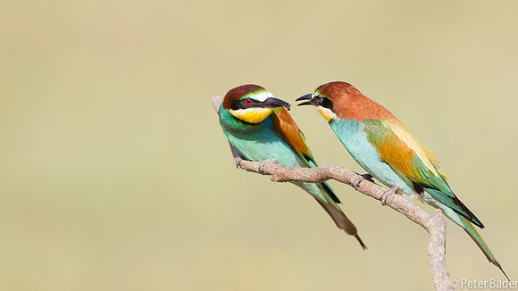 Bijeneter - European Bee Eater