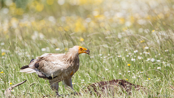 Egyptische gier - Egyptian Vulture