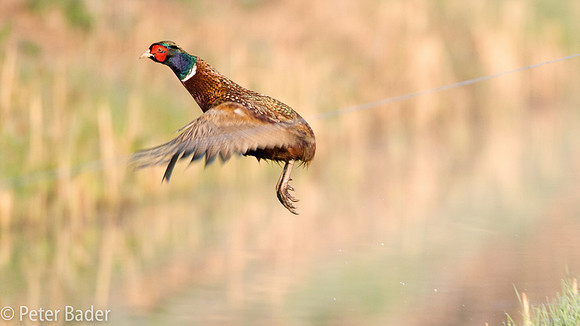 Fazant - Common Pheasant-2