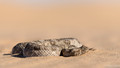 Horned Adder-6