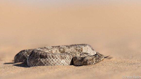 Horned Adder-6
