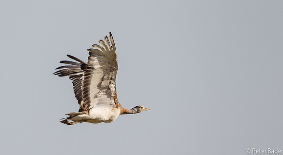 Grote Trap - Great Bustard